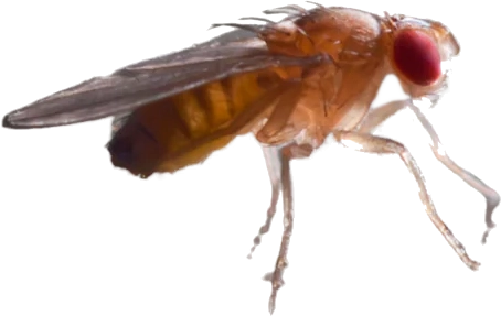 Fruitvliegje (Drosophila).