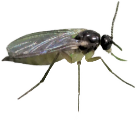 Rauwmug (Sciaridae).