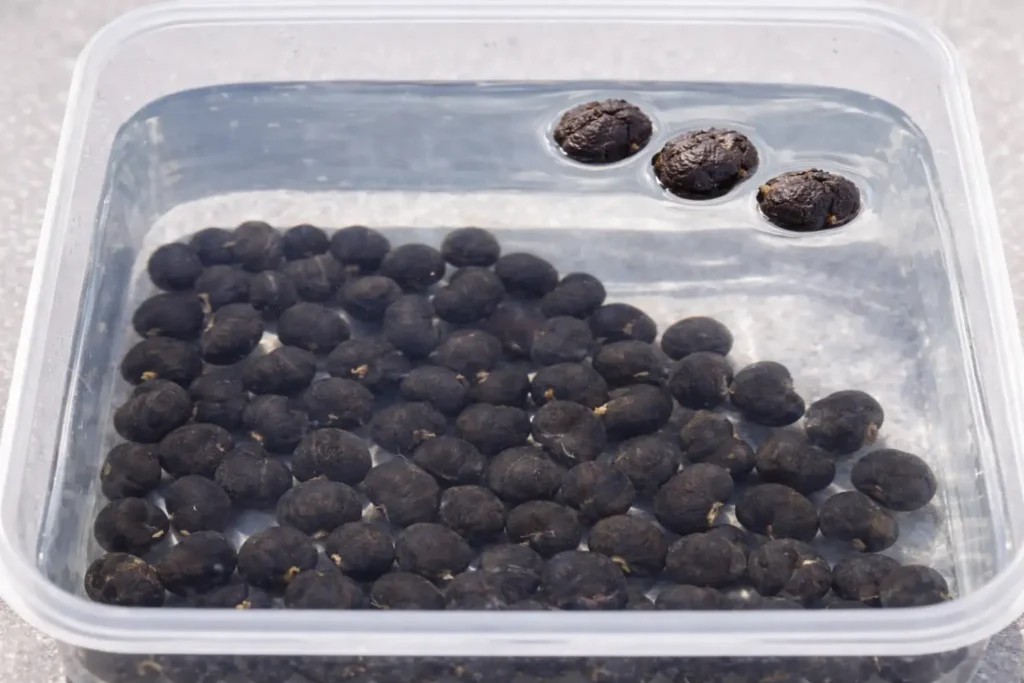 Doe een floattest. Zaden die drijven zijn de moeite niet waard.