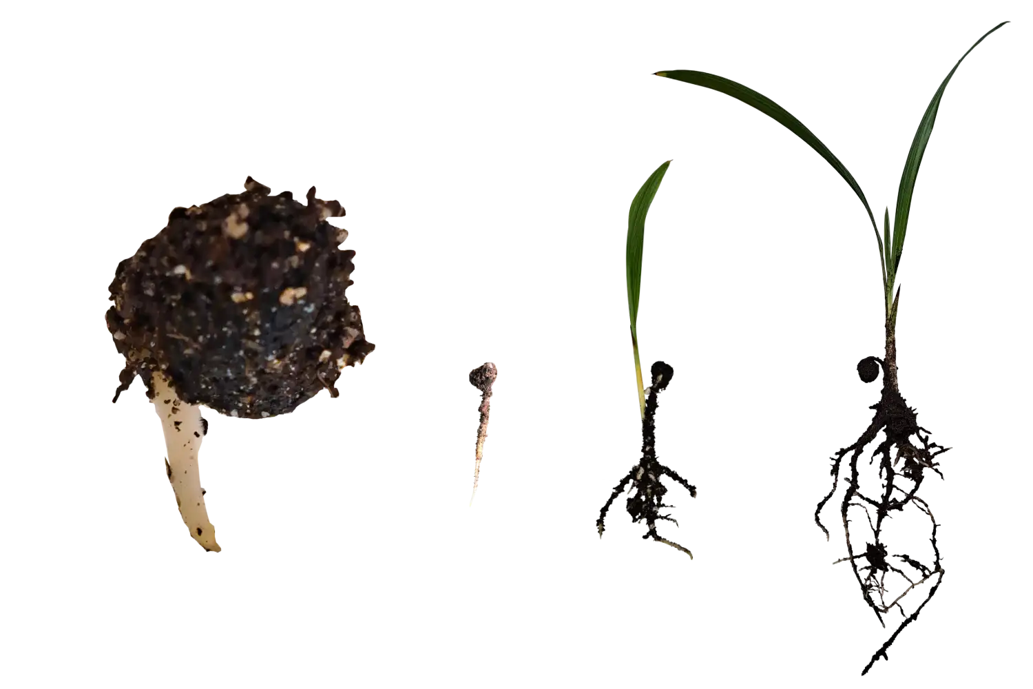 De kiemfasen van trachycarpus fortunei zaad.