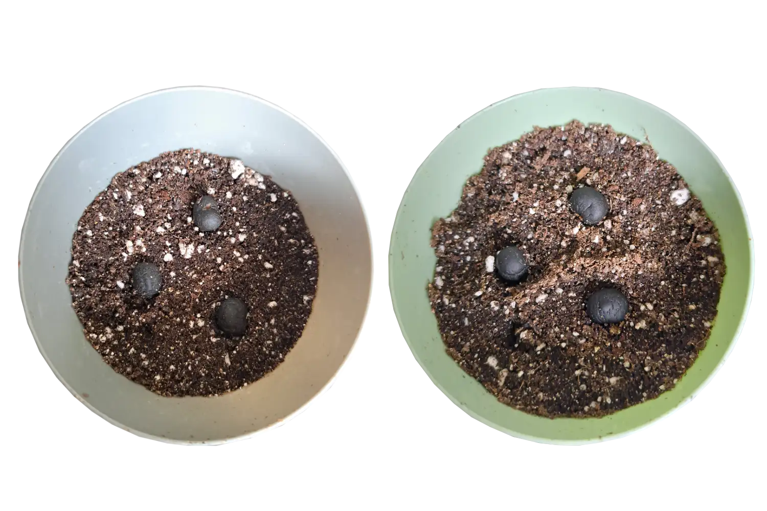 Meerdere zaadjes in pot, maar houd voldoende afstand ivm kiemwortel.