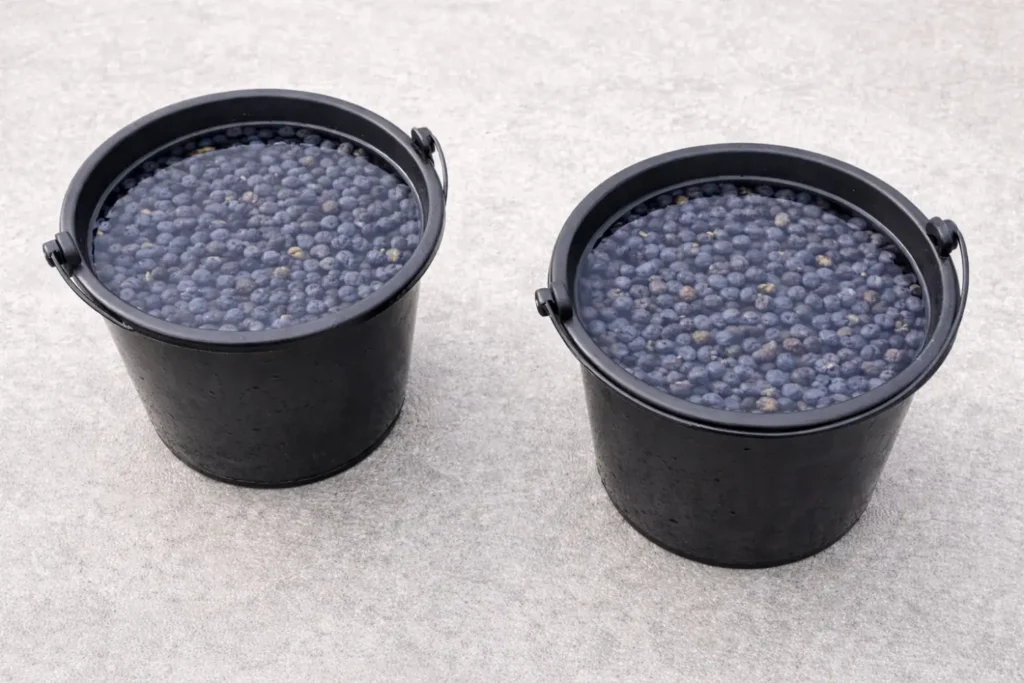 Door het vruchtvlees te verwijderen verhoogt u het kiempercentage en versnelt u de kieming. Bovendien vermindert u de kans op schimmelvorming in het zaaimedium.