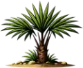 Trachypalmen